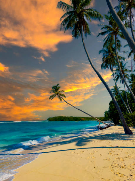 istock The tropical  white sand beach with  sunset scene and palm tree as shadow on blue background. 2174104448