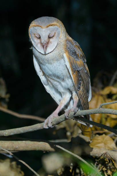 istock Barn Owl (Tyto alba) resting on tree branch during the day in the forest 2174104729