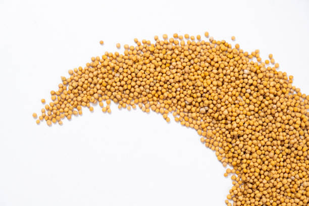 Ready to eat mustard seeds Close up