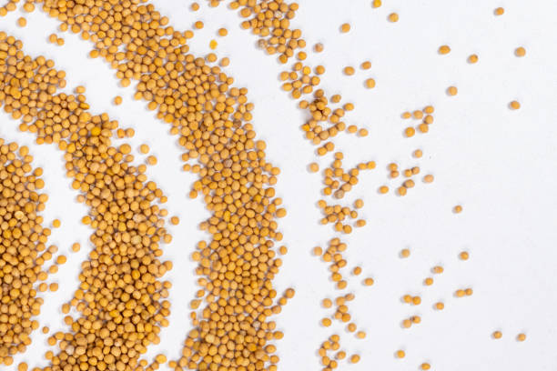 istock Scattered Dry Yellow Mustard Grains on White Background Top View 2174105421