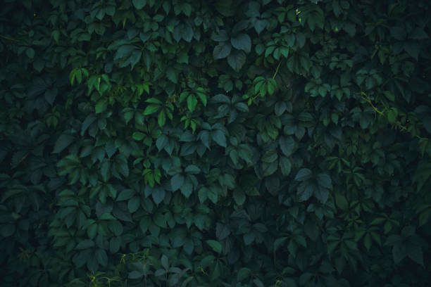 istock Natural background, dense green foliage.Green wall and hedge. 2174105961