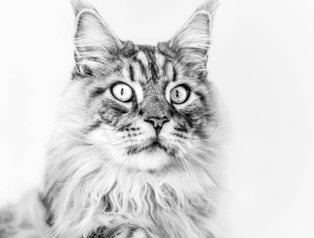 portrait of a maine coon cat high key version