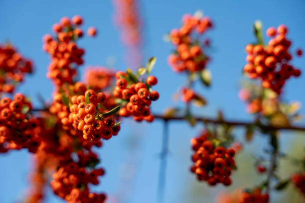 A bunch of red berries on a tree branch. The berries are small and round, clustered together. The sky is blue and clear and the sun is shining brightly. Sea buckthorn berry.