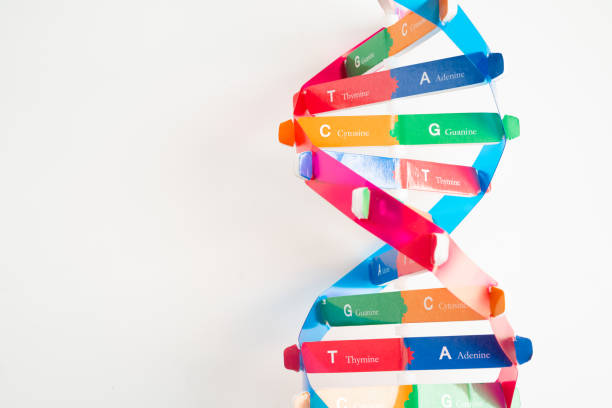 istock DNA or Deoxyribonucleic acid is a double helix chains structure formed by base pairs attached to a sugar phosphate backbone. 2174111866