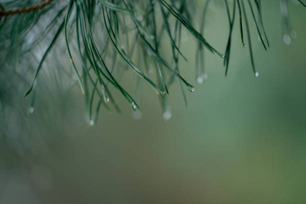 close-up of raindrops