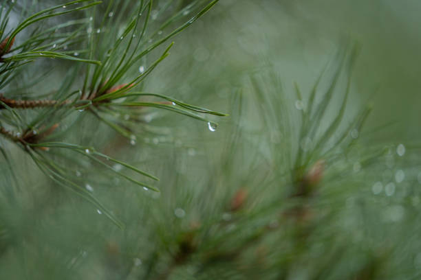 Close up dark green pine tree in Wooster, Ohio, United States