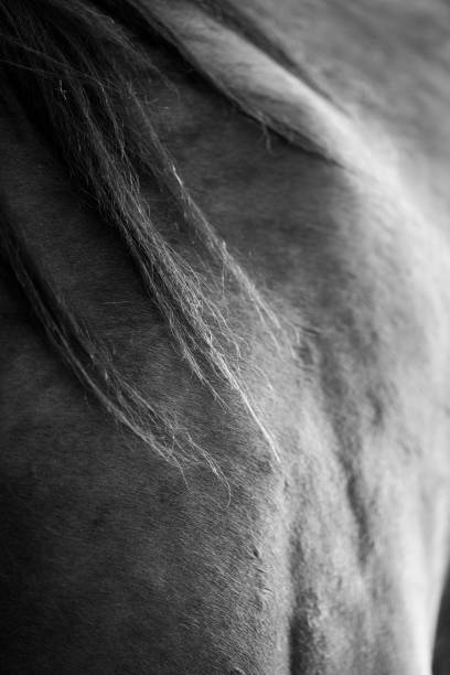 black and white horse photos