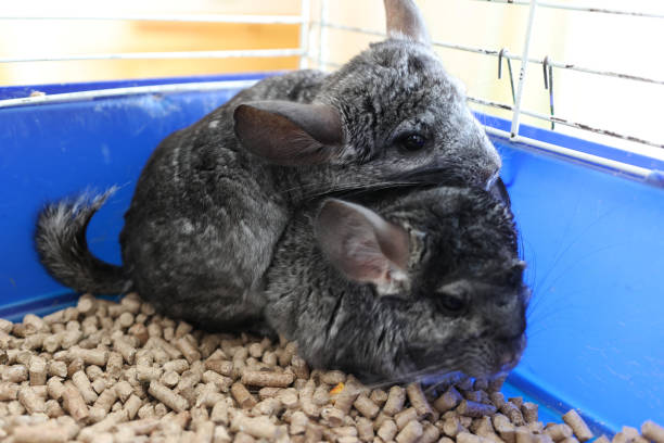 istock People care for and play with chinchillas. 2174117841