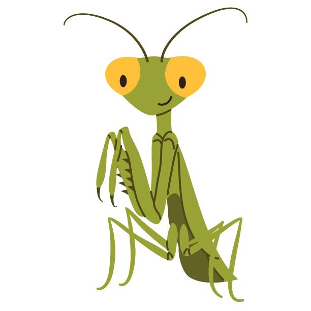 Print Flat vector illustration in children's style. Cute praying mantis on white background animal antenna stock illustrations