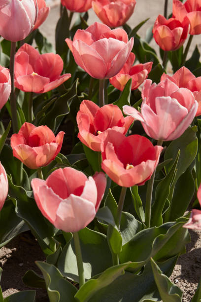 istock Tulip Salmon Eijk, pink flowers in spring sunlight 2174119777