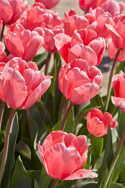 istock Tulip Pink Impression flowers in spring sunlight 2174119784
