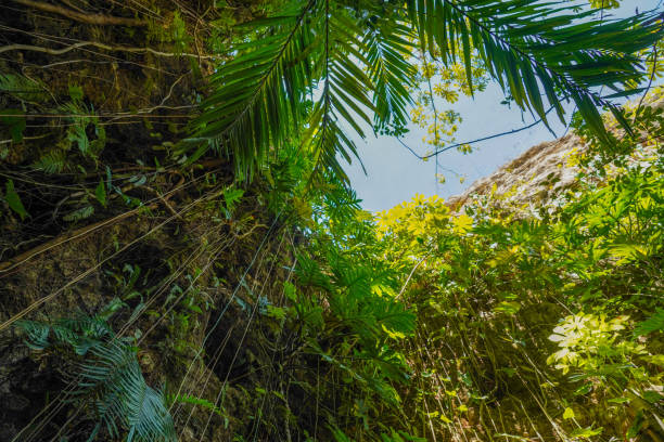 Tropical plants cascading on the cliff, Cancun, Yucatan Peninsula, Mexico