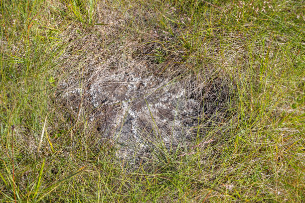 Rock with lichen in lush grass at Hvalsey Fjord outside Qaqortoq - Julianehåb in south west Greenland on a sunny summer day