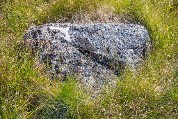 Rock with lichen in lush grass at Hvalsey Fjord outside Qaqortoq - Julianehåb in south west Greenland on a sunny summer day