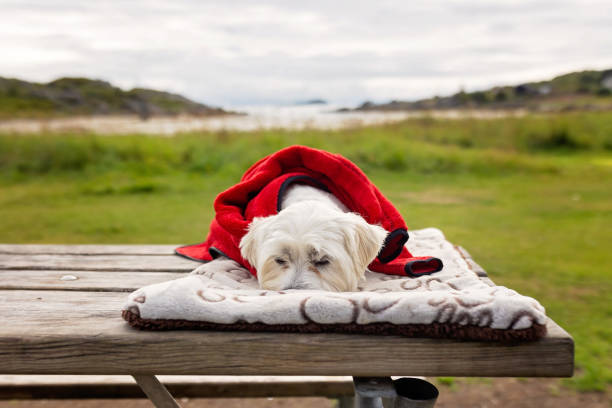 Cute dog, lying on a bench in a park, summertime, covered with a blanket