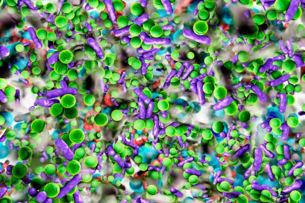 Spherical bacteria and rod-shaped bacteria inside biofilm, illustration. A biofilm is a colony of bacteria that forms a coating on a surface. Common places for biofilms to develop are in the mouth, where they can cause tooth cavities and gum disease, on contact lenses, where they can cause eye infections, on rocks submerged in water, and on industrial equipment, where they can cause fouling.