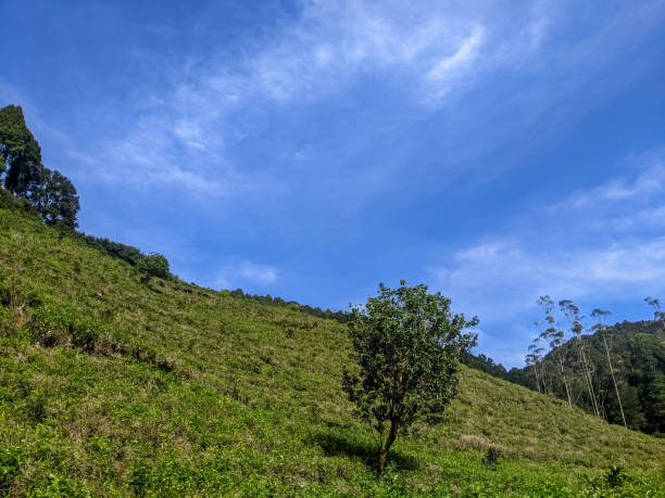 istock The little tree on the hillside with a blue sky background 2174124481