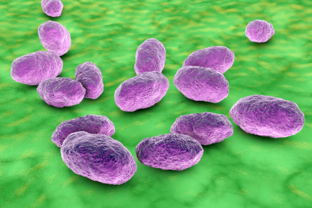 istock Haemophilus influenzae bacteria, illustration 2174124501