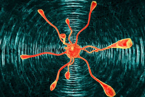 Nerve cell of the human brain, neuron, computer illustration.