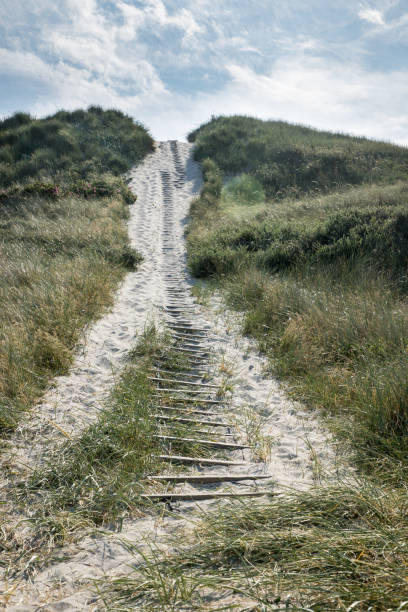 sand dune on the beach of denmark in northern europe