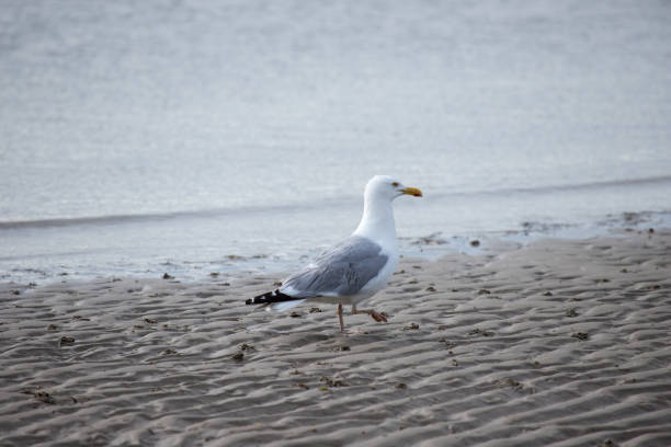 Scene in Aldeburgh in Suffolk England