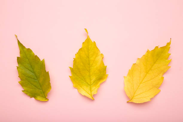 Autumn green and yellow leaf on pink background.