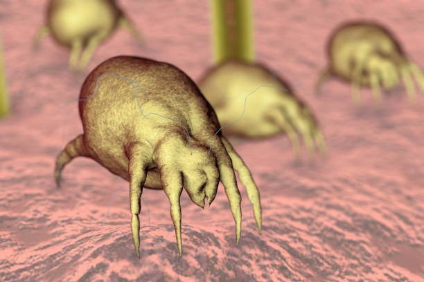 istock Dust mites on human skin, illustration 2174130628