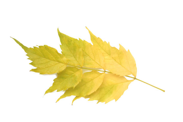 Colorful autumn leaf isolated on white background. Top view