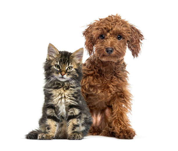 Adorable kitten and puppy sitting together on white background