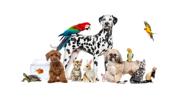 Large group of pets posing together on white background