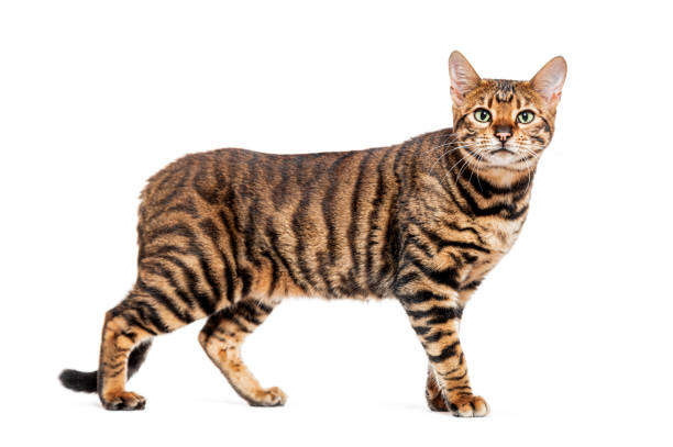 istock Toyger cat standing on white background looking up 2174132287