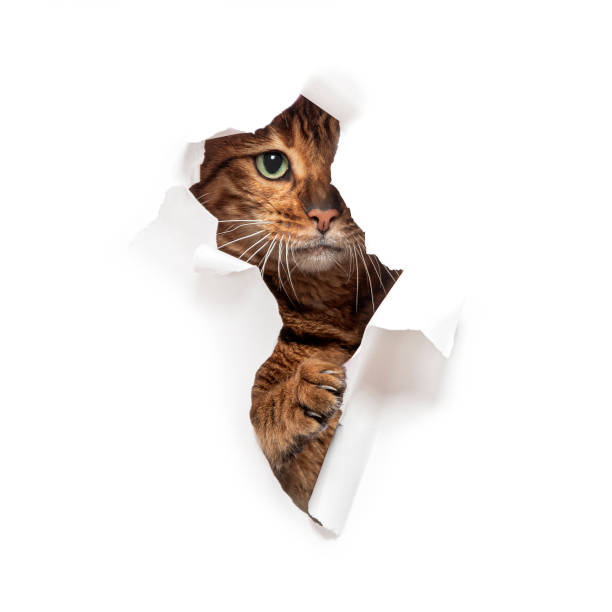 istock Tabby Toyger cat tearing through a white paper background and reaching out 2174132386
