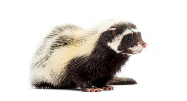 istock Saharan striped polecat, Ictonyx libycus, isolated on white 2174132404