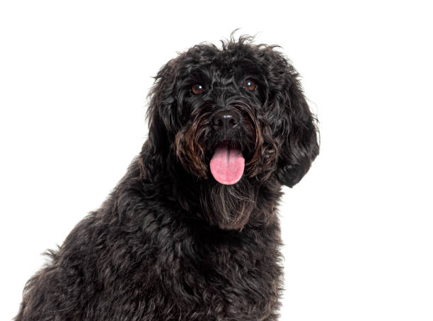 istock Happy black labradoodle dog panting on white background 2174132459