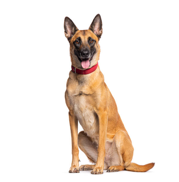 istock Belgian shepherd dog panting and sitting on white background 2174132684