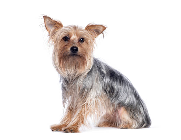 istock Side view of a Yorkshire terrier sitting on the floor 2174132758