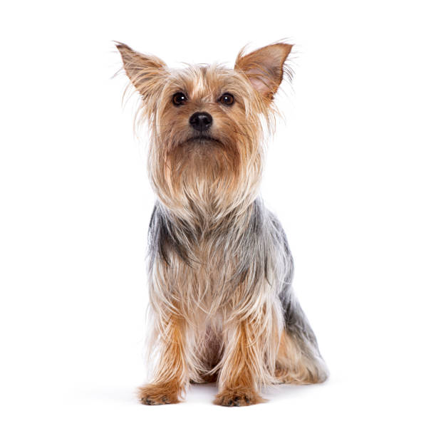 istock Yorkshire terrier sitting ears up and looking up 2174132763