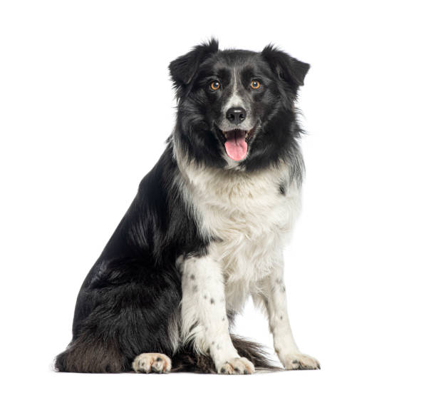 istock Border Collie dog sitting looking happy and playful 2174132882
