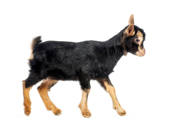 Full length profile view of a young pygmy goat walking and looking right