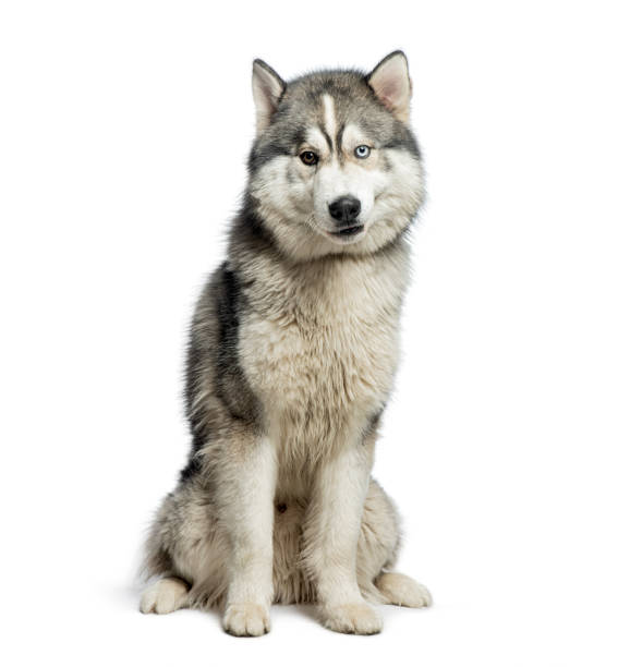 istock Husky dog with heterochromia, different colored eyes, sitting and looking curious 2174132935