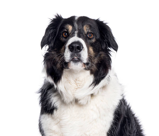 istock Border collie dog sitting and looking forward on white background 2174132978