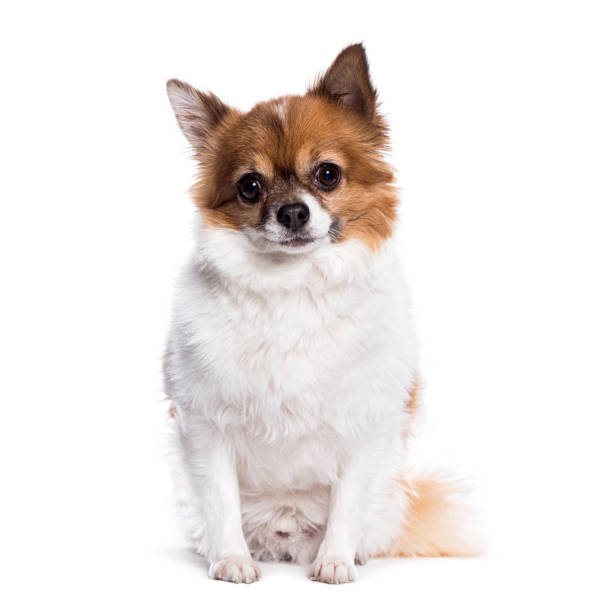istock Chihuahua looking at camera, isolated on white 2174133619