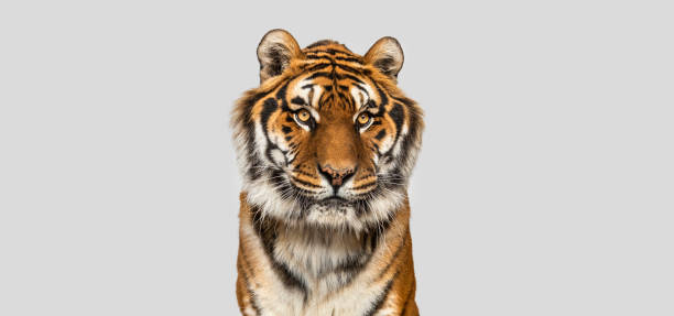 istock head shot of Tiger on grey background 2174133691