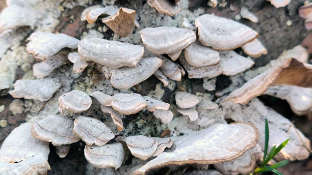 istock wild mushrooms growing on the trees in the forest 2174134552