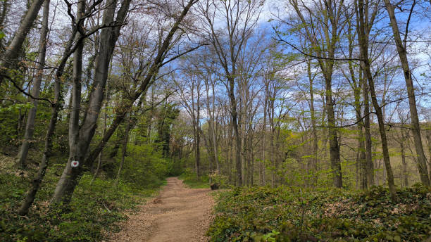 istock early spring in national park Fruska Gora 2174134884