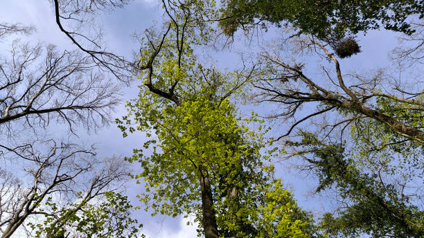 istock tree crowns in the forest seen from down angle with sky in the background, in the spring 2174135101
