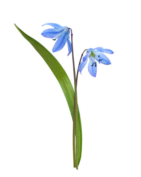 istock Blue scilla flowers and leaf isolated 2174135349