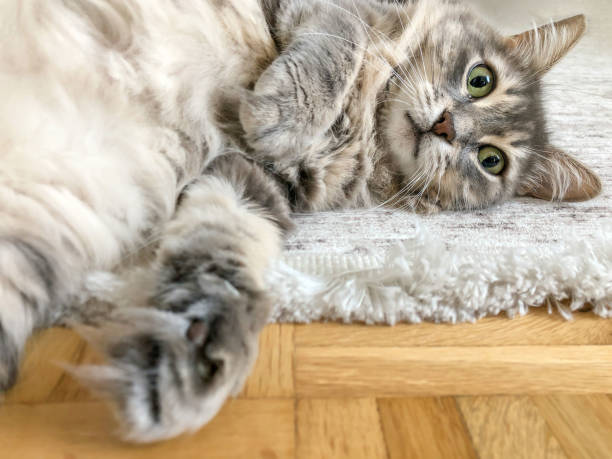 istock gray tabby cat stare to camera, lying on floor at home 2174135839