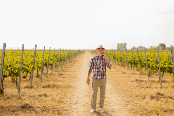 Senior winemaker walking with freshly picked up grapes on the vineyard, wide landscape view from above on a sunset