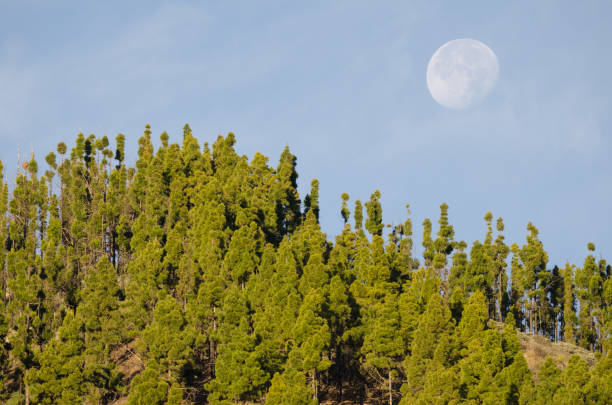 istock Forest of Canary Island pine and moon. 2174138014